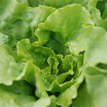 lettuce_